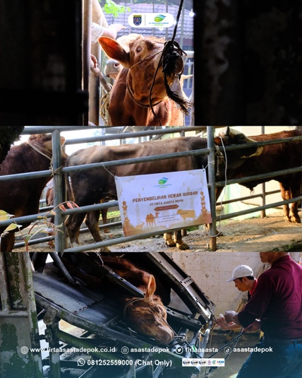 Asasta Depok Sembelih 42 Hewan Qurban di Momen Iduladha